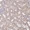 Mitochondrial Ribosome Associated GTPase 1 antibody, NBP2-46659, Novus Biologicals, Immunohistochemistry frozen image 