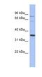 Nuclear Receptor Binding Protein 2 antibody, NBP1-54969, Novus Biologicals, Western Blot image 