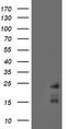 Receptor Activity Modifying Protein 2 antibody, CF504410, Origene, Western Blot image 