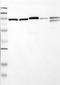 Gelsolin antibody, NBP1-05161, Novus Biologicals, Western Blot image 