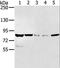 Salt Inducible Kinase 1 antibody, LS-C406831, Lifespan Biosciences, Western Blot image 