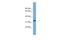 Interferon Induced Protein 35 antibody, A08415, Boster Biological Technology, Western Blot image 