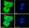 Sortilin-related receptor antibody, 46-418, ProSci, Western Blot image 