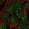 Class B basic helix-loop-helix protein 42 antibody, NBP2-56299, Novus Biologicals, Immunofluorescence image 