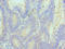 Cullin 5 antibody, LS-C378312, Lifespan Biosciences, Immunohistochemistry paraffin image 