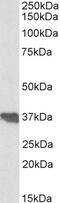 Growth Differentiation Factor 15 antibody, 45-663, ProSci, Flow Cytometry image 