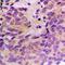 Centriolar Coiled-Coil Protein 110 antibody, orb235063, Biorbyt, Immunohistochemistry paraffin image 