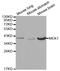 Mitogen-Activated Protein Kinase Kinase 1 antibody, A0252, ABclonal Technology, Western Blot image 