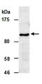 SID1 Transmembrane Family Member 1 antibody, orb66983, Biorbyt, Western Blot image 