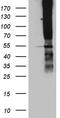 Tetraspanin 7 antibody, TA811638, Origene, Western Blot image 
