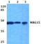 Mortality Factor 4 Like 1 antibody, PA5-36361, Invitrogen Antibodies, Western Blot image 
