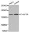 Chromatin Assembly Factor 1 Subunit A antibody, abx001831, Abbexa, Western Blot image 