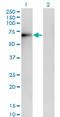 Endoplasmic Reticulum Oxidoreductase 1 Alpha antibody, LS-C133740, Lifespan Biosciences, Western Blot image 