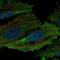 HCK Proto-Oncogene, Src Family Tyrosine Kinase antibody, NBP2-57211, Novus Biologicals, Immunofluorescence image 