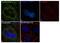 Hexokinase 1 antibody, 711777, Invitrogen Antibodies, Immunofluorescence image 
