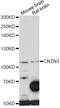 Contactin 3 antibody, LS-C749739, Lifespan Biosciences, Western Blot image 