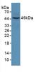 Keratin 6A antibody, MBS2001304, MyBioSource, Western Blot image 