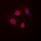 Protein Phosphatase 1 Regulatory Inhibitor Subunit 1B antibody, abx121987, Abbexa, Western Blot image 