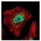 Tankyrase 2 antibody, NBP2-20675, Novus Biologicals, Immunofluorescence image 