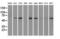 Nuclear Receptor Binding Protein 1 antibody, LS-C114554, Lifespan Biosciences, Western Blot image 
