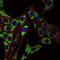 Heat Shock Protein Family D (Hsp60) Member 1 antibody, GTX60424, GeneTex, Immunofluorescence image 
