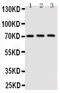 Eukaryotic Translation Initiation Factor 2 Alpha Kinase 1 antibody, PA5-79192, Invitrogen Antibodies, Western Blot image 