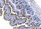 Mucin 2, Oligomeric Mucus/Gel-Forming antibody, A01212, Boster Biological Technology, Immunohistochemistry paraffin image 