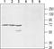 Potassium Voltage-Gated Channel Modifier Subfamily S Member 1 antibody, TA328982, Origene, Western Blot image 