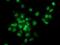 Gephyrin antibody, NBP2-03449, Novus Biologicals, Immunofluorescence image 