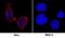 CD55 Molecule (Cromer Blood Group) antibody, AF2009, R&D Systems, Immunofluorescence image 