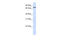 Unc-5 Netrin Receptor A antibody, 26-508, ProSci, Enzyme Linked Immunosorbent Assay image 