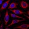 Cytochrome C Oxidase Subunit 4I1 antibody, MAB6980, R&D Systems, Immunohistochemistry frozen image 