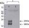 Thymic Stromal Lymphopoietin antibody, DDX0804P-100, Novus Biologicals, Western Blot image 