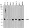 Proteasome Subunit Beta 7 antibody, MAB7590, R&D Systems, Western Blot image 