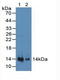 C-X-C Motif Chemokine Ligand 12 antibody, LS-C298938, Lifespan Biosciences, Western Blot image 