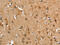 Calcitonin Receptor Like Receptor antibody, CSB-PA788799, Cusabio, Immunohistochemistry frozen image 