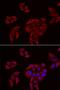 Homeobox B1 antibody, orb247530, Biorbyt, Immunocytochemistry image 