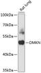 Dermokine antibody, 15-244, ProSci, Western Blot image 