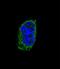 Thyroid Stimulating Hormone Subunit Beta antibody, LS-C160252, Lifespan Biosciences, Immunofluorescence image 