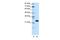 TATA-Box Binding Protein Associated Factor 11 antibody, PA5-40488, Invitrogen Antibodies, Western Blot image 