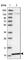 Phosphatidylinositol Glycan Anchor Biosynthesis Class Y antibody, HPA036455, Atlas Antibodies, Western Blot image 