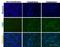 Tribbles Pseudokinase 3 antibody, ab50516, Abcam, Immunohistochemistry frozen image 