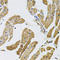 Myosin X antibody, A03647, Boster Biological Technology, Immunohistochemistry paraffin image 