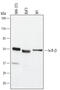 NFKB Inhibitor Beta antibody, AF5225, R&D Systems, Western Blot image 