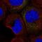 Colony Stimulating Factor 2 antibody, NBP2-56177, Novus Biologicals, Immunofluorescence image 