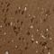 Alpha-PAK antibody, NBP1-85802, Novus Biologicals, Immunohistochemistry frozen image 