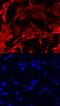 Toll Like Receptor Adaptor Molecule 2 antibody, AF4348, R&D Systems, Immunofluorescence image 