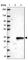 Transmembrane Protein 38A antibody, HPA050463, Atlas Antibodies, Western Blot image 