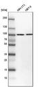Karyopherin Subunit Beta 1 antibody, NBP1-87712, Novus Biologicals, Western Blot image 