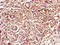 Dual Specificity Phosphatase 19 antibody, LS-C397306, Lifespan Biosciences, Immunohistochemistry paraffin image 
